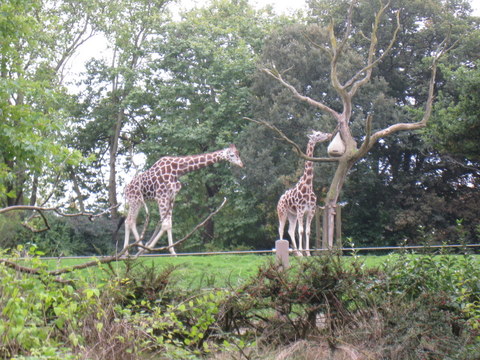 Giraffes having a snack