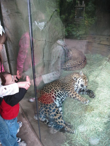 Look at the big kitties, Rerun!