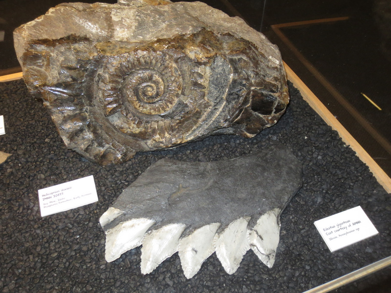 Fossils of jaws and teeth