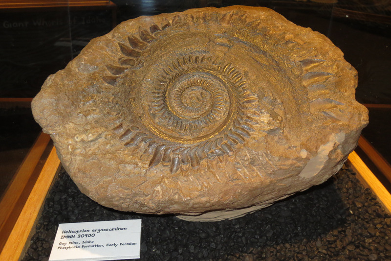 Helicoprion jaw fossil