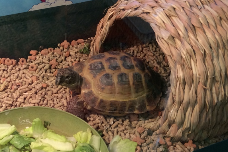 Class turtle