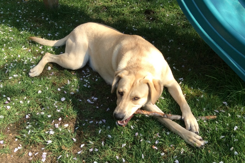 Talli chews a stick