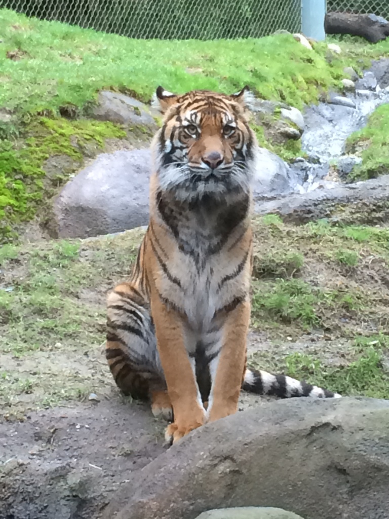 Kali the tiger poses for us