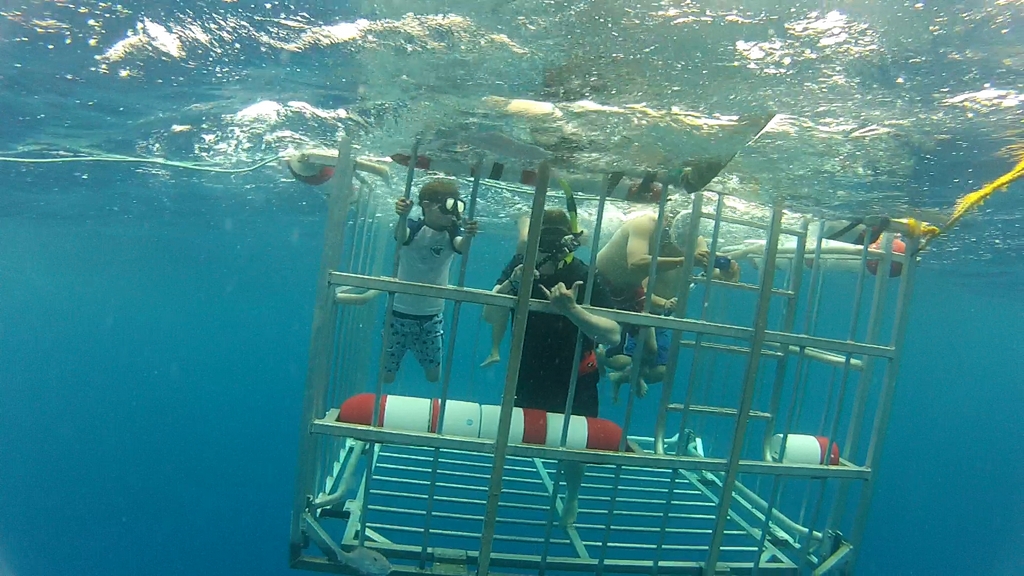 Tad and the Webmaster in the shark cage